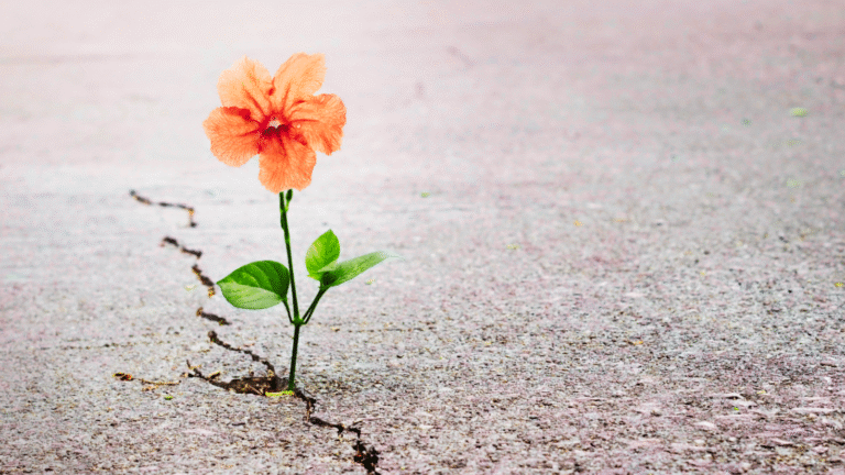 Een enkele, sterke bloem groeit door een barst in het beton, als symbool van hoop voor vrouwen die zich afvragen waarom zwanger worden niet lukt.